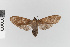  (Parascepsis - EcEs-Lep-05260)  @11 [ ] copyright (2024) Gunnar Brehm Friedrich-Schiller-University Jena