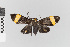  ( - EcEs-Lep-05275)  @11 [ ] copyright (2024) Gunnar Brehm Friedrich-Schiller-University Jena