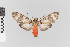 ( - EcEs-Lep-05390)  @11 [ ] copyright (2024) Gunnar Brehm Friedrich-Schiller-University Jena