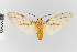  ( - EcEs-Lep-07847)  @11 [ ] copyright (2024) Gunnar Brehm Phyletisches Museum Jena