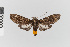  (Stollius amadis - EcEs-Lep-08413)  @11 [ ] copyright (2025) Gunnar Brehm Friedrich-Schiller-University Jena