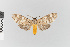  ( - EcEs-Lep-08707)  @11 [ ] copyright (2025) Gunnar Brehm Friedrich-Schiller-University Jena