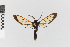  ( - EcEs-Lep-08750)  @11 [ ] copyright (2025) Gunnar Brehm Friedrich-Schiller-University Jena