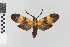  ( - EcEs-Lep-09161)  @11 [ ] copyright (2025) Gunnar Brehm Friedrich-Schiller-University Jena