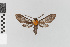  ( - EcEs-Lep-10146)  @11 [ ] copyright (2025) Gunnar Brehm Friedrich-Schiller-University Jena