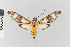  ( - EcEs-Lep-10458)  @11 [ ] copyright (2025) Gunnar Brehm Friedrich-Schiller-University Jena