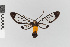  ( - EcEs-Lep-10805)  @11 [ ] copyright (2025) Gunnar Brehm Friedrich-Schiller-University Jena