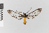  ( - EcEs-Lep-10922)  @11 [ ] copyright (2025) Gunnar Brehm Friedrich-Schiller-University Jena
