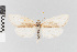  ( - EcEs-Lep-11525)  @11 [ ] copyright (2024) Gunnar Brehm Phyletisches Museum Jena