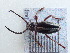  (Dorcadion nitidum - LK0041)  @11 [ ] Attribution Non-Commercial Share-Alike (2020) Lech Karpinski Museum and Institute of Zoology, Polish Academy of Sciences