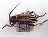  (Dorcadion alexandris - LK0052)  @11 [ ] Attribution Non-Commercial Share-Alike (2020) Lech Karpinski Museum and Institute of Zoology, Polish Academy of Sciences