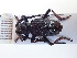  ( - LK0070)  @11 [ ] Attribution Non-Commercial Share-Alike (2020) Lech Karpinski Museum and Institute of Zoology, Polish Academy of Sciences