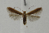  ( - BC KS 00010)  @12 [ ] CreativeCommons - Attribution Non-Commercial (2010) Matthias Nuss Senckenberg Museum of Zoology, Dresden