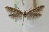  ( - BC KS 00101)  @12 [ ] CreativeCommons - Attribution Non-Commercial (2010) Matthias Nuss Senckenberg Museum of Zoology, Dresden
