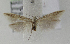  ( - BC KS 00143)  @12 [ ] CreativeCommons - Attribution Non-Commercial (2010) Matthias Nuss Senckenberg Museum of Zoology, Dresden
