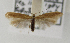  ( - BC KS 00146)  @11 [ ] CreativeCommons - Attribution Non-Commercial (2010) Matthias Nuss Senckenberg Museum of Zoology, Dresden