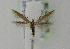  ( - BC KS 00175)  @13 [ ] CreativeCommons - Attribution Non-Commercial (2010) Matthias Nuss Senckenberg Museum of Zoology, Dresden