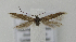  ( - BC KS 00185)  @11 [ ] CreativeCommons - Attribution Non-Commercial (2010) Matthias Nuss Senckenberg Museum of Zoology, Dresden