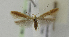  ( - BC KS 00033)  @13 [ ] CreativeCommons - Attribution Non-Commercial (2010) Matthias Nuss Senckenberg Museum of Zoology, Dresden