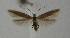  ( - BC KS 00004)  @14 [ ] CreativeCommons - Attribution Non-Commercial (2010) Matthias Nuss Senckenberg Museum of Zoology, Dresden