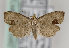  (Notocelia uddmanniana - TLMF Lep 16982)  @14 [ ] CreativeCommons - Attribution Non-Commercial Share-Alike (2015) Peter Huemer Tiroler Landesmuseum Ferdinandeum