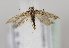  (Scrobipalpa camphorosmella - TLMF Lep 21350)  @13 [ ] CreativeCommons - Attribution Non-Commercial Share-Alike (2016) Peter Huemer Tiroler Landesmuseum