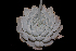  ( - EK-3056-2)  @11 [ ] CreativeCommons  Attribution Non-Commercial (by-nc) (2018) Luis Emilio de la Cruz López Universidad Nacional Autonoma de Mexico, UNAM