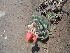  ( - JE-6943)  @11 [ ] CreativeCommons - Attribution Share-Alike (2018) Luis Emilio de la Cruz Universidad Nacional Autonoma de Mexico
