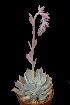  ( - JE-7700)  @11 [ ] CreativeCommons  Attribution Non-Commercial (by-nc) (2018) Luis Emilio de la Cruz López Universidad Nacional Autonoma de Mexico, UNAM