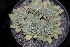  ( - JE-8236)  @11 [ ] CreativeCommons  Attribution Non-Commercial (by-nc) (2018) Luis Emilio de la Cruz López Universidad Nacional Autonoma de Mexico, UNAM
