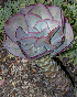 ( - JE-9019)  @11 [ ] CreativeCommons - Attribution Share-Alike (2018) Luis Emilio de la Cruz Universidad Nacional Autonoma de Mexico