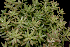  (Sedum nussbaumerianum - JE-8354)  @11 [ ] CreativeCommons - Attribution Share-Alike (2019) Luis Emilio de la Cruz Universidad Nacional Autonoma de Mexico