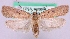  (Agonopterix subpropinquella - MM19509)  @13 [ ] No Rights Reserved (2011) Marko Mutanen University of Oulu