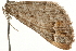  ( - MM01438)  @13 [ ] CreativeCommons - Attribution (2010) Unspecified Centre for Biodiversity Genomics