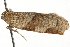  ( - MM00085)  @12 [ ] CreativeCommons - Attribution (2010) Unspecified Centre for Biodiversity Genomics