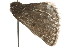  (Psodos coracina - MM00089)  @12 [ ] CreativeCommons - Attribution (2010) Unspecified Centre for Biodiversity Genomics