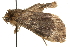  ( - MM01163)  @13 [ ] CreativeCommons - Attribution (2010) Unspecified Centre for Biodiversity Genomics