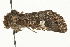  ( - MM01597)  @14 [ ] CreativeCommons - Attribution (2010) Unspecified Centre for Biodiversity Genomics