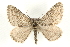  (Entephria byssata - MM04105)  @15 [ ] CreativeCommons - Attribution (2010) Unspecified Centre for Biodiversity Genomics
