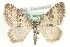  ( - MM04107)  @14 [ ] CreativeCommons - Attribution (2010) Unspecified Centre for Biodiversity Genomics
