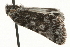  ( - MM04110)  @11 [ ] CreativeCommons - Attribution (2010) Unspecified Centre for Biodiversity Genomics