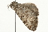  ( - MM04112)  @12 [ ] CreativeCommons - Attribution (2010) Unspecified Centre for Biodiversity Genomics