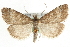  (Udea inquinatalis - MM04139)  @15 [ ] CreativeCommons - Attribution (2010) Unspecified Centre for Biodiversity Genomics