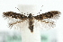  ( - MM09736)  @12 [ ] CreativeCommons - Attribution (2010) Unspecified Centre for Biodiversity Genomics
