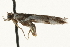  ( - MM09775)  @12 [ ] CreativeCommons - Attribution (2010) Unspecified Centre for Biodiversity Genomics