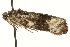  ( - MM01993)  @12 [ ] CreativeCommons - Attribution (2010) Unspecified Centre for Biodiversity Genomics