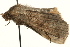  ( - MM02774)  @12 [ ] CreativeCommons - Attribution (2010) Unspecified Centre for Biodiversity Genomics