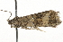  ( - MM03010)  @12 [ ] CreativeCommons - Attribution (2010) Unspecified Centre for Biodiversity Genomics