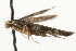  ( - MM03160)  @13 [ ] CreativeCommons - Attribution (2010) Unspecified Centre for Biodiversity Genomics