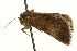  ( - MM00007)  @12 [ ] CreativeCommons - Attribution (2010) Unspecified Centre for Biodiversity Genomics